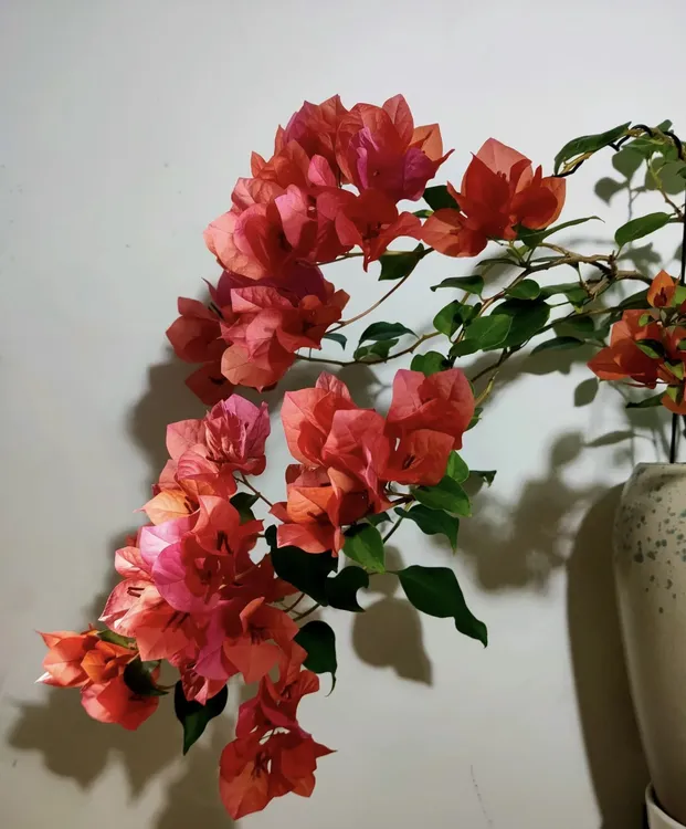 （暗斑夕阳红）小苗袋苗三角梅四季开花勤花品种好养活福利款