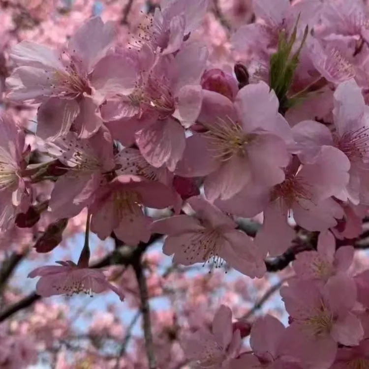 供应河津樱 染井吉野樱花   河津樱染井吉野樱套餐组合
