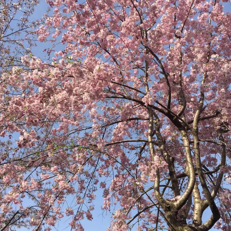 供应八重红枝垂、八重红枝垂樱花、雨晴枝垂