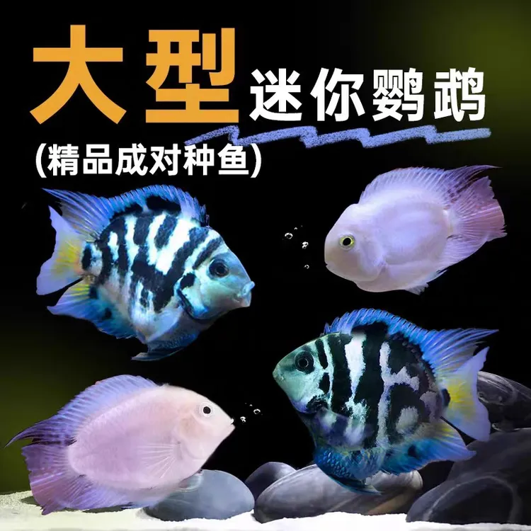 热带观赏鱼活体迷你鹦鹉鱼种鱼可繁殖产卵饲养简单混养小鱼淡水鱼