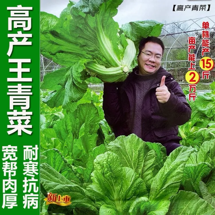贵州宽帮迟青菜种子越冬厚肉大叶青菜芥菜介菜盖菜种籽蔬菜种孑子