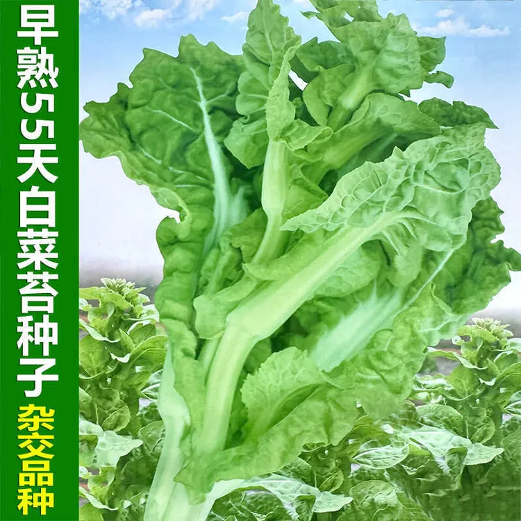 早熟55天白菜苔种子杂交苔粗白菜苔菜心菜薹种籽大田秋季蔬菜种孑