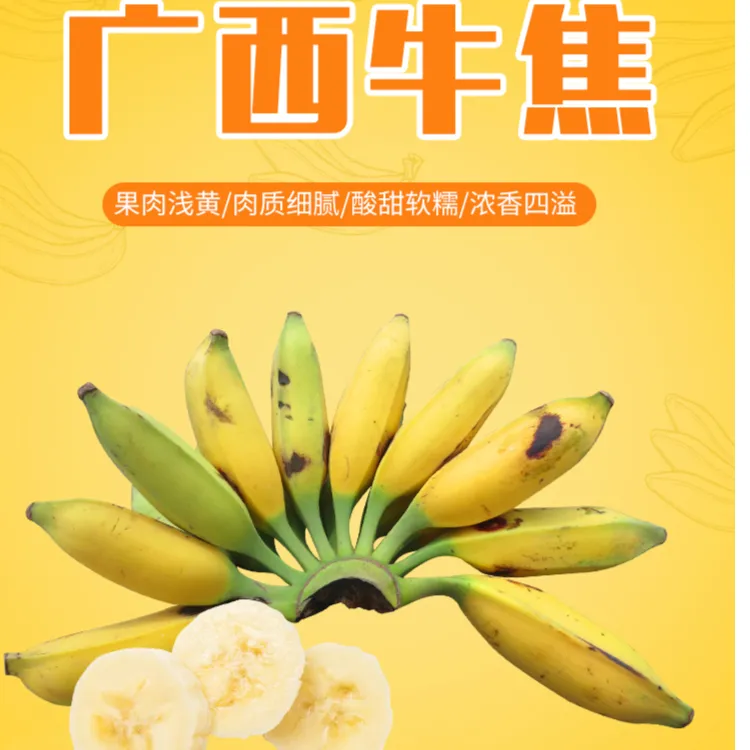 广西新鲜芭蕉牛蕉大蕉大芭蕉牛角蕉板蕉净3斤9斤酸甜生蕉发货天然