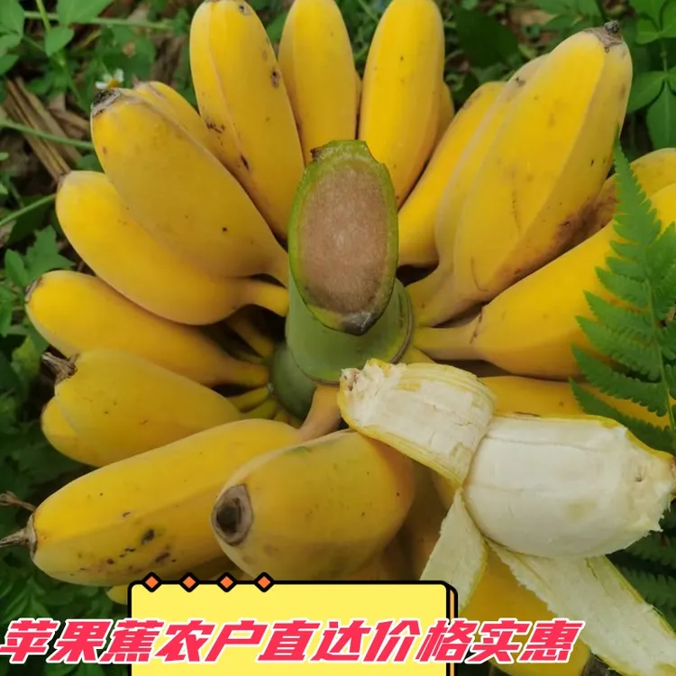 广西正宗新鲜苹果蕉粉蕉蛋蕉净9斤3斤软甜糯好吃青蕉发货大果