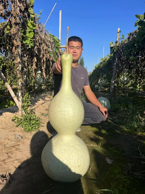超大八宝，大葫芦，3号， 10粒