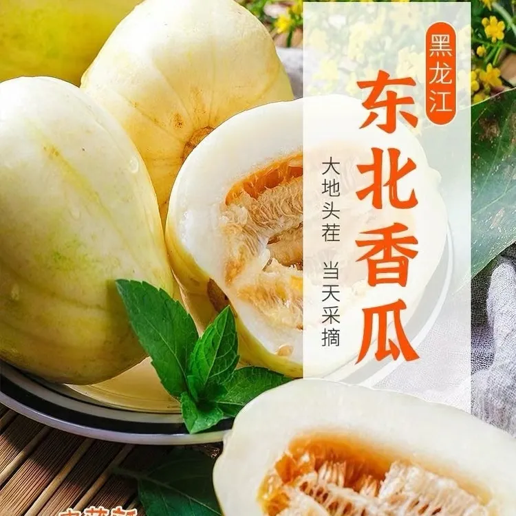 东北头茬白糖罐美味甜瓜新鲜采摘应季品类新鲜采摘包邮老式甜瓜瓜
