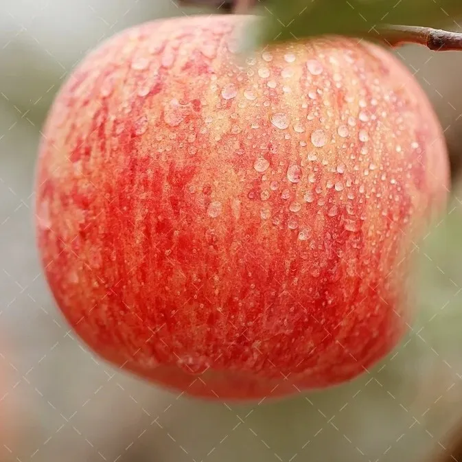 山东田妮农场直发净重4.5斤9斤红富士