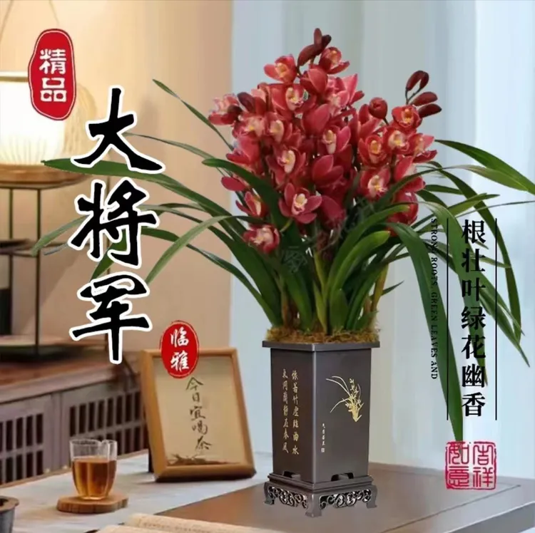精品建兰【大将军】【6苗起】名贵兰花室内盆栽开花浓香型
