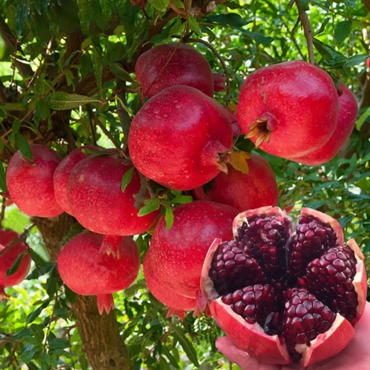 蒙阳红石榴树苗红心软籽庭院盆栽地栽南北方种植耐寒树苗