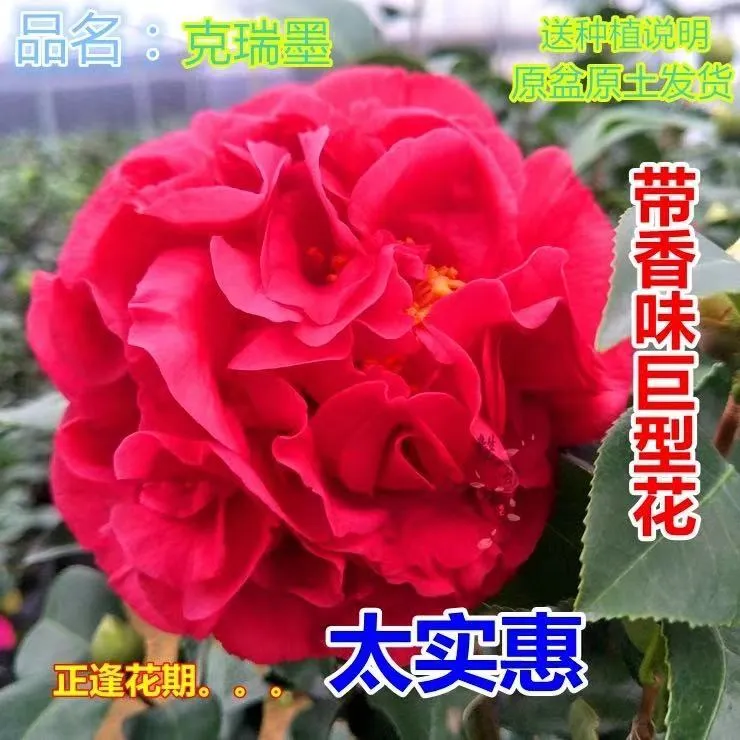 克瑞墨大牡丹茶花带花苞树苗巨型带香味室内阳台四季长青好养盆栽