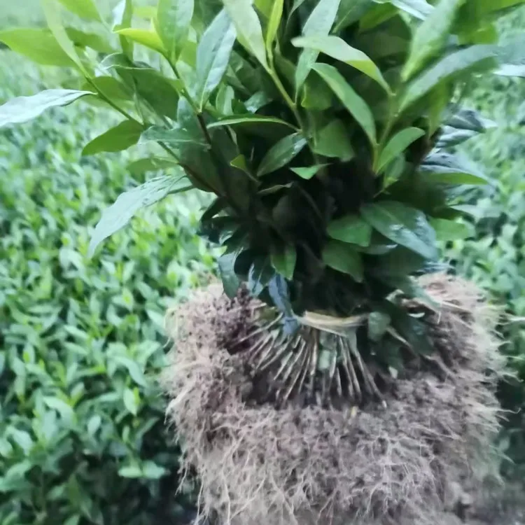 茶苗安吉白茶黄金芽奶白茶蒙山九号绿植盆栽植物