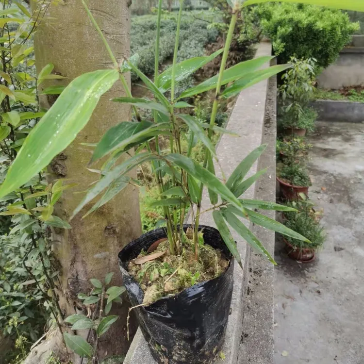 楠竹大杯苗营养袋苗庭院毛竹苗耐寒竹子盆栽植物加大绿化