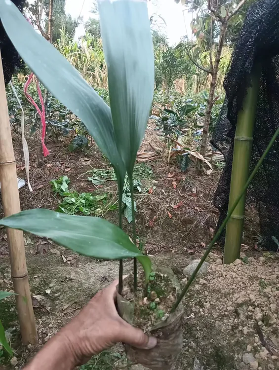 粽叶苗粽子叶苗爆米花粽叶苗一叶兰苗水蜈蚣