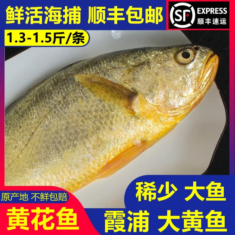 【大鱼 1.3-1.5斤X3条】福建霞浦 黄花鱼新鲜 黄瓜鱼海捕深海大黄鱼