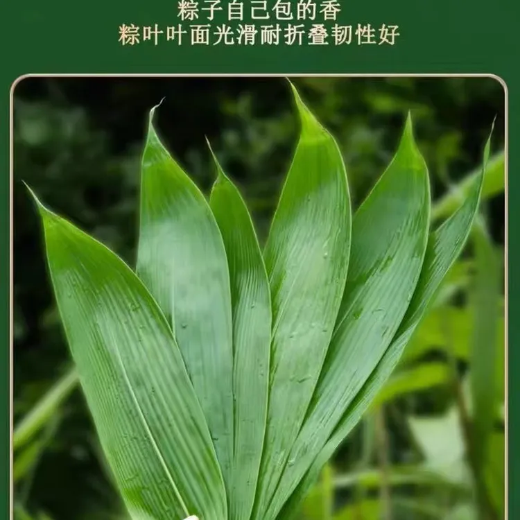 野生新鲜粽子叶箬叶非芦苇叶50片约半斤/10/200张粽叶长款40厘米