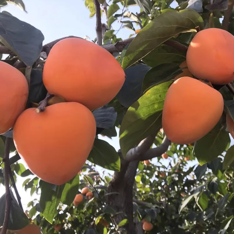 富平流心爆浆大尖柿新鲜当季应季美味放软吃可挂柿饼整箱柿子