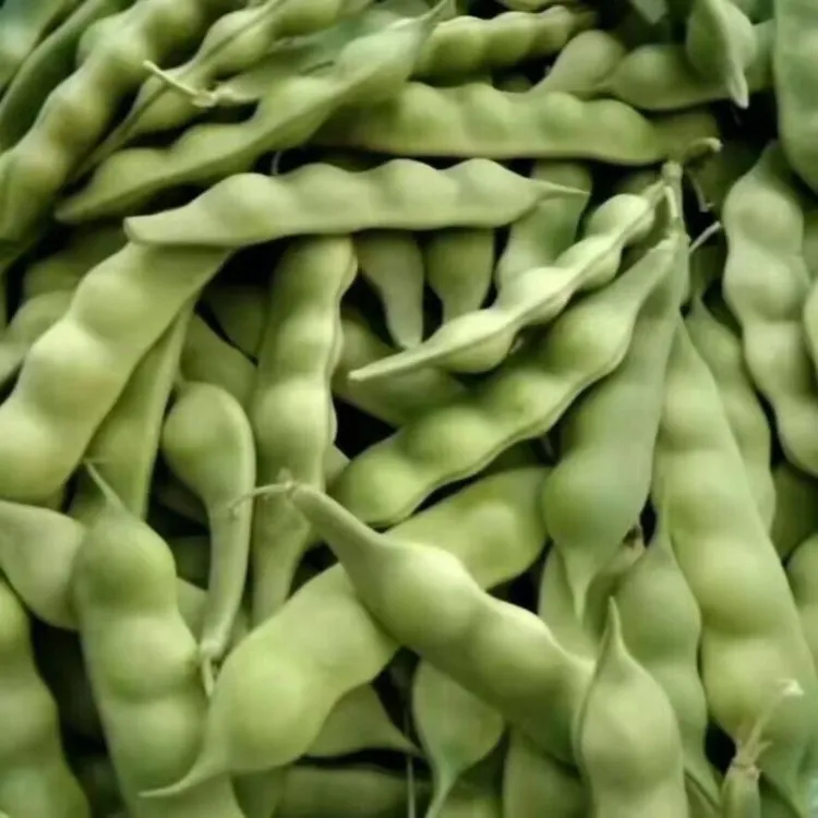 豆角新鲜蔬菜东北油豆正宗一点红当季农家现摘青菜保温箱东北包邮