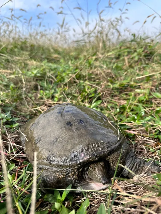 汉寿生态甲鱼聚湖黑花甲鱼5年性价比天花板活甲鱼富硒顺丰包邮