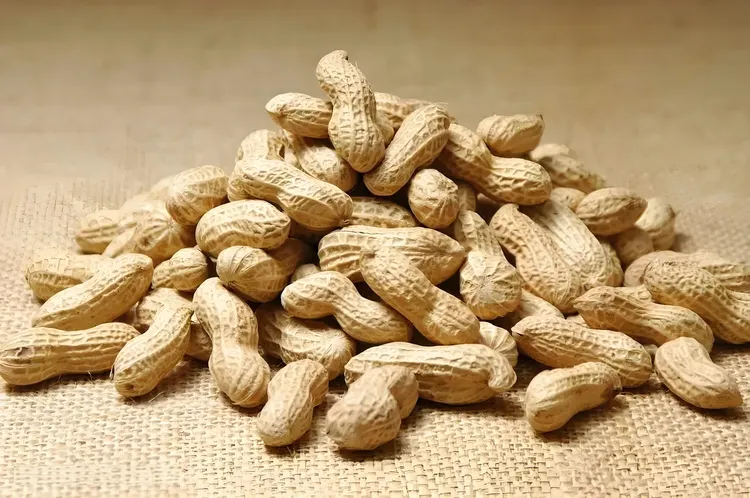 当季干鲜花生 籽粒饱满 口感香脆 厨房必备 下酒菜 价格实惠 花生