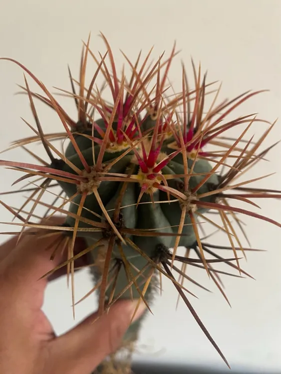 金冠龙仙人球多肉植物