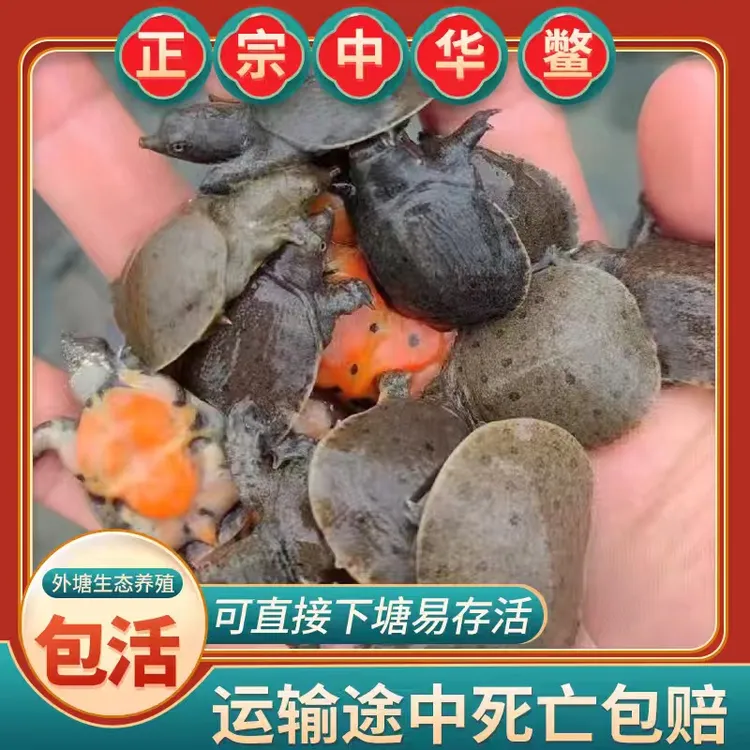 中华黑花甲鱼苗外塘冷水生长鲜活小甲鱼养殖水库饲养原生态