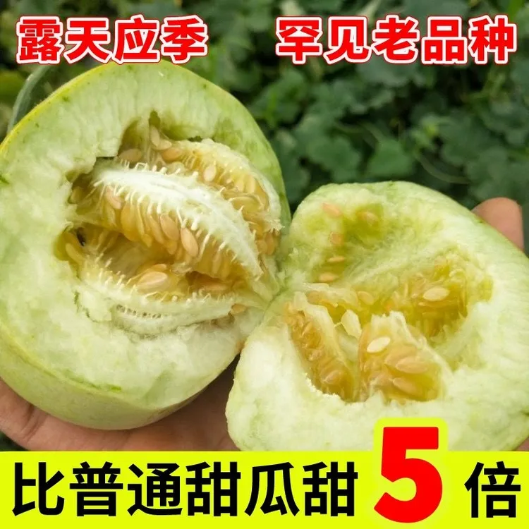 【顺丰1】萍乡本地 老品种露天甜瓜甜宝 农家肥 小白甜瓜 梨瓜 