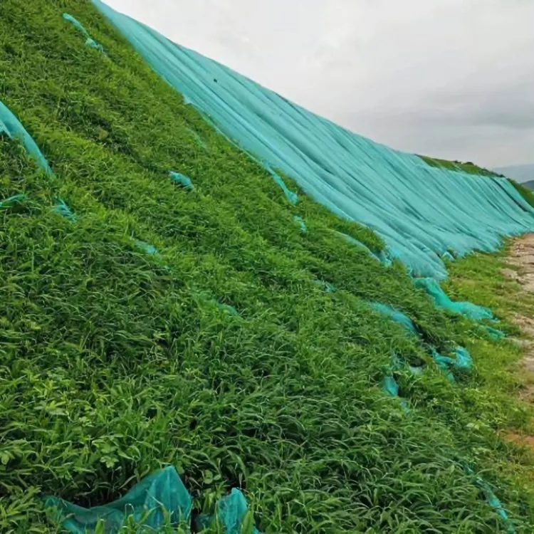 快速复绿四季常青护坡固土草籽生态修复草籽植物种子边坡量大易活