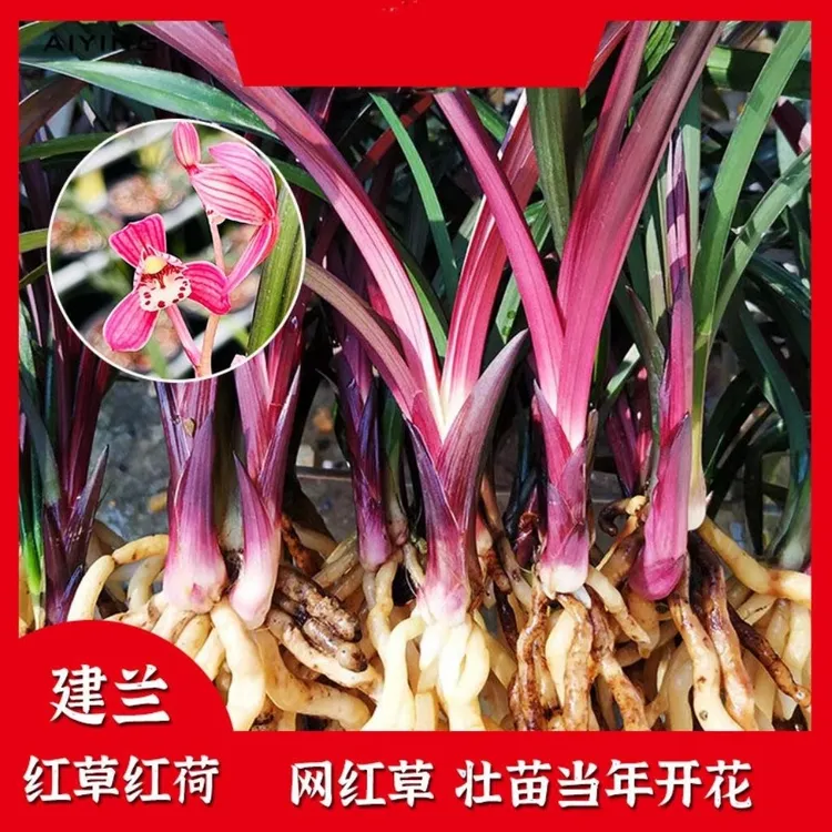 兰花红草红荷艺草正宗大红色荷瓣网红草室内盆栽