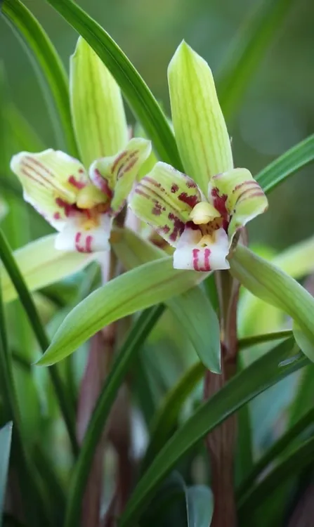 兰花苗春兰碧瑶室内绿植盆栽花卉