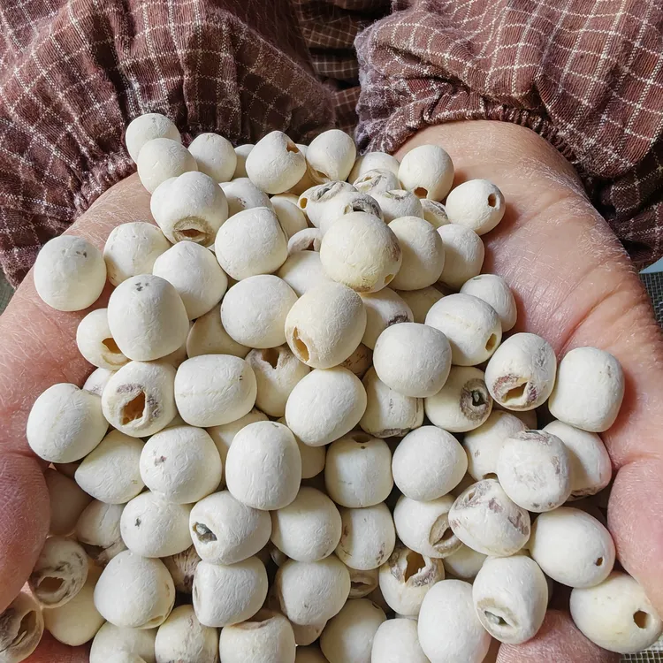 25年给新人福利特大棵磨皮白莲去芯500克