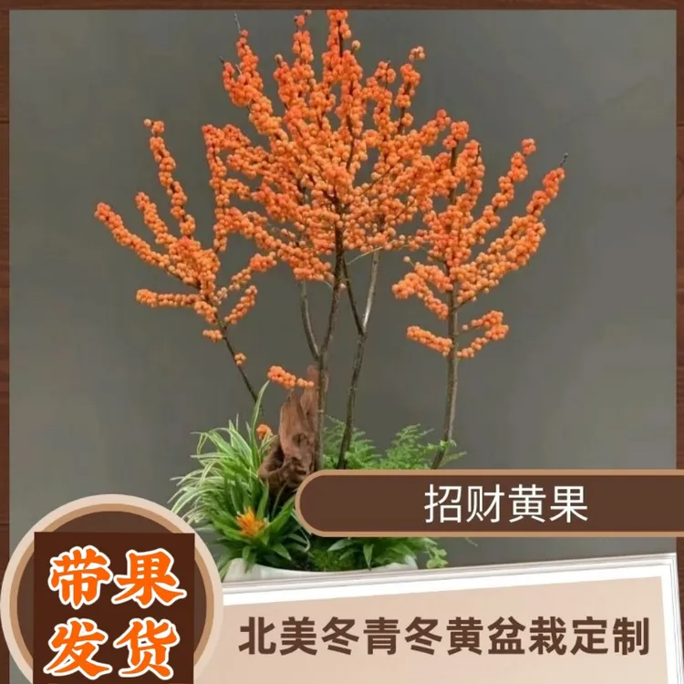 北美冬青冬红盆栽进口老桩耐寒宵花红果盆栽花卉基地直发室内招财