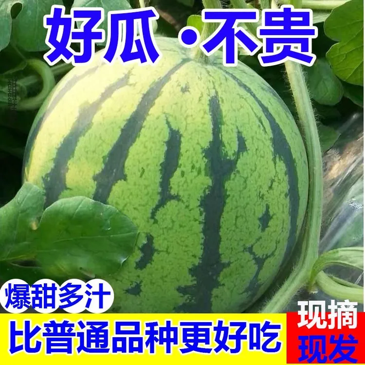现摘麒麟超甜薄皮西瓜无籽新鲜水果