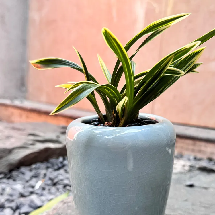 [金边彩云荷]兰花客厅春兰铭品浮花花艺双全