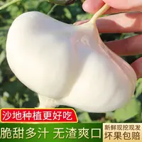 贵州新鲜地萝卜白地瓜农家种植凉薯当季时令水果蔬菜白心