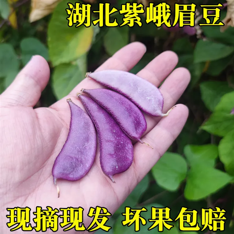 新鲜紫峨眉豆湖北特产农家自种红扁豆红蛾眉豆眉豆月亮豆3斤4斤