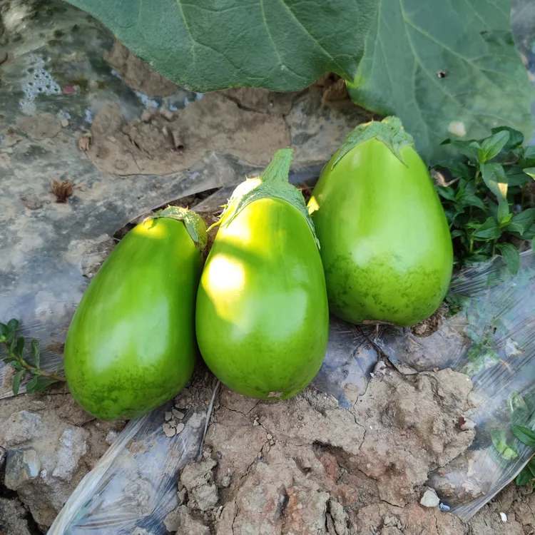 新鲜绿皮圆茄子湖北老品种绿茄子茄瓜青茄子应季现摘蔬菜4斤2斤