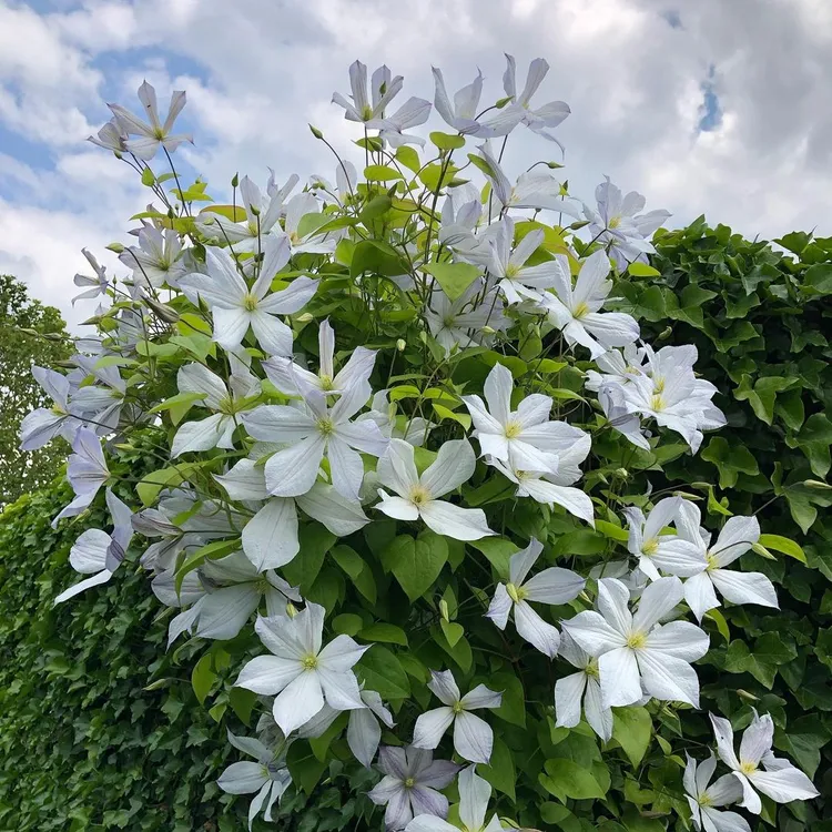 三类晚花 胡尔丁 铁线莲 重剪 适地栽 爬藤庭院花卉 盆栽观花植物