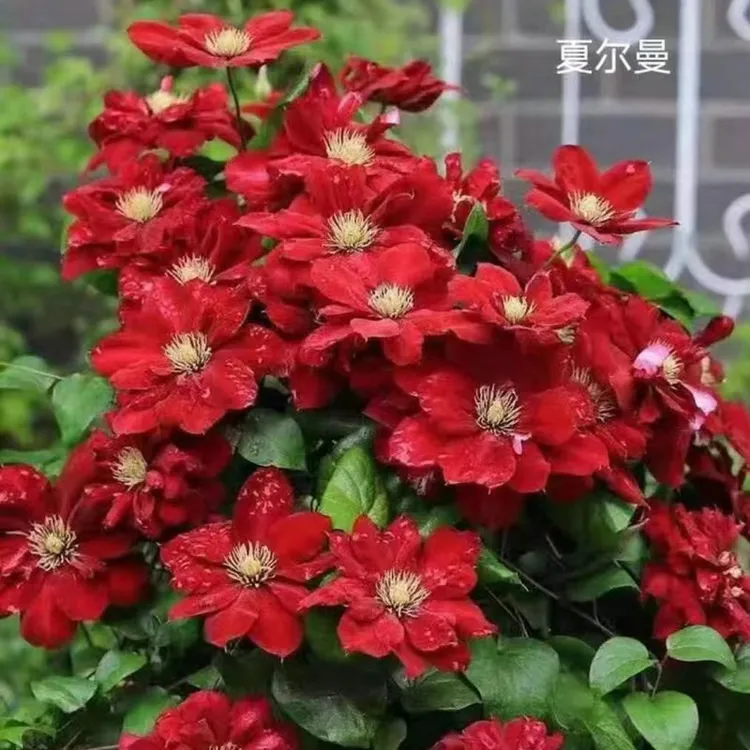 铁线莲200+爬藤花卉重瓣大花四季阳台爬墙耐热耐寒盆栽莲花好养活