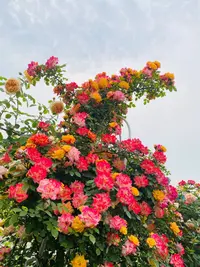 【只发新疆】爬藤彩虹