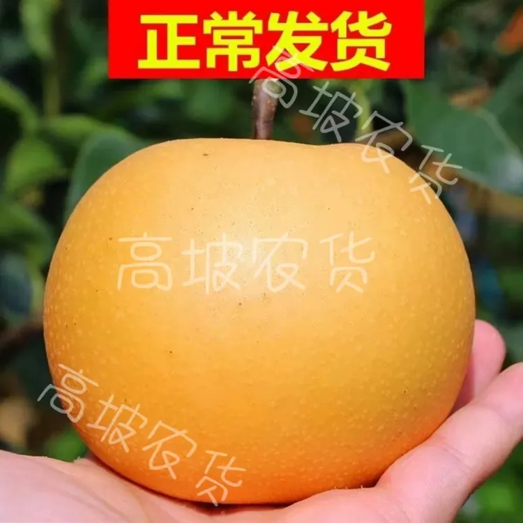 贵州锦屏正宗丰水梨5斤应季新鲜水果秋月梨整箱黄花梨子薄皮超甜