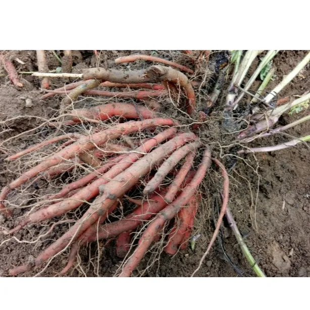 药材种苗拌种方案组合   适用 白术 白芍 牡丹 苍术 赤芍等拌种