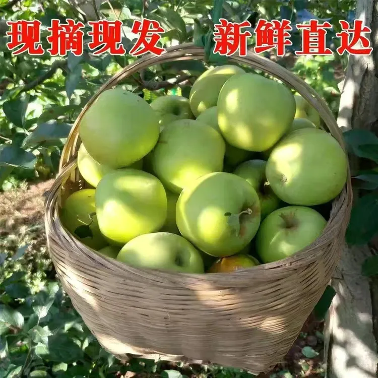 【2025】青苹果新鲜采摘酸脆甜孕妇新鲜应季现摘现发时令清香当季