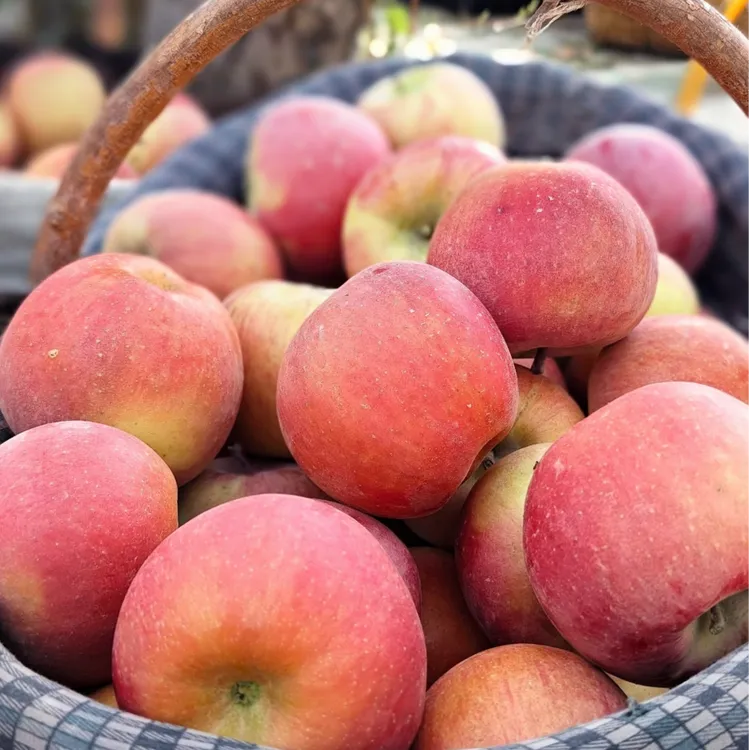 买5斤送5斤【新疆阿克苏苹果】皮薄肉厚汁水足带箱5-10斤