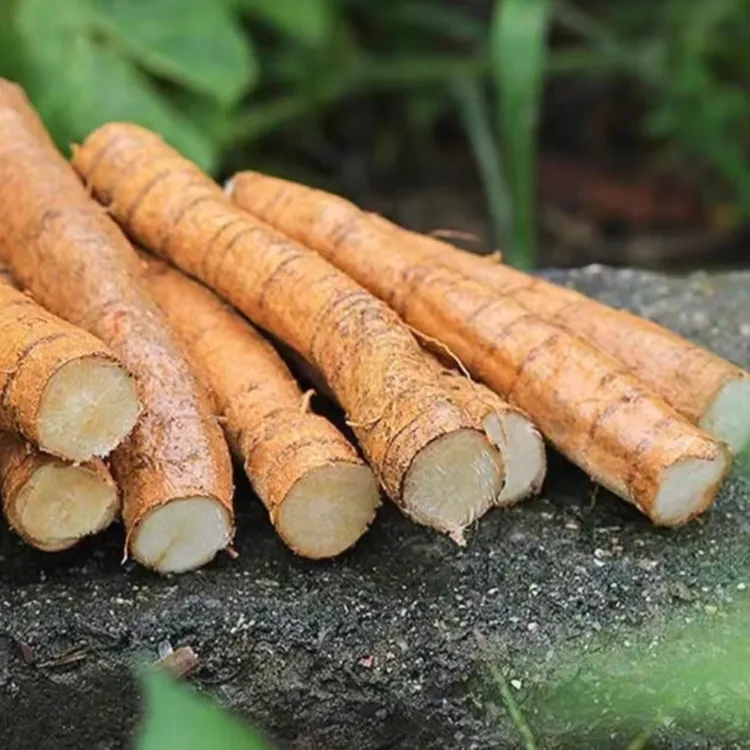 新鲜深山牛大力【小牛】