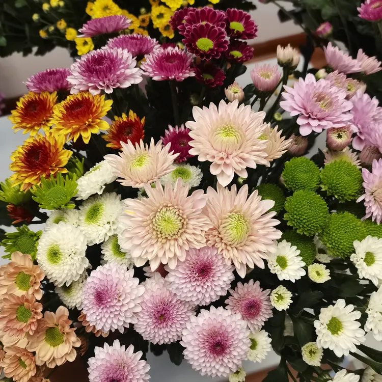 （混色小雏菊2单包邮）直播间选色彩色雏菊连云港基地多头鲜花