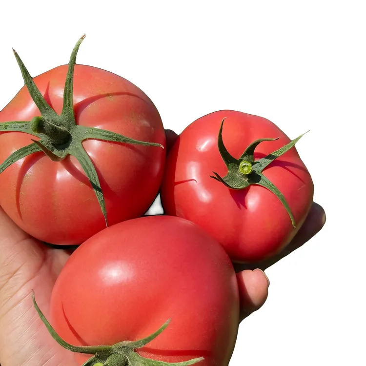 攀枝花露天风味西红柿