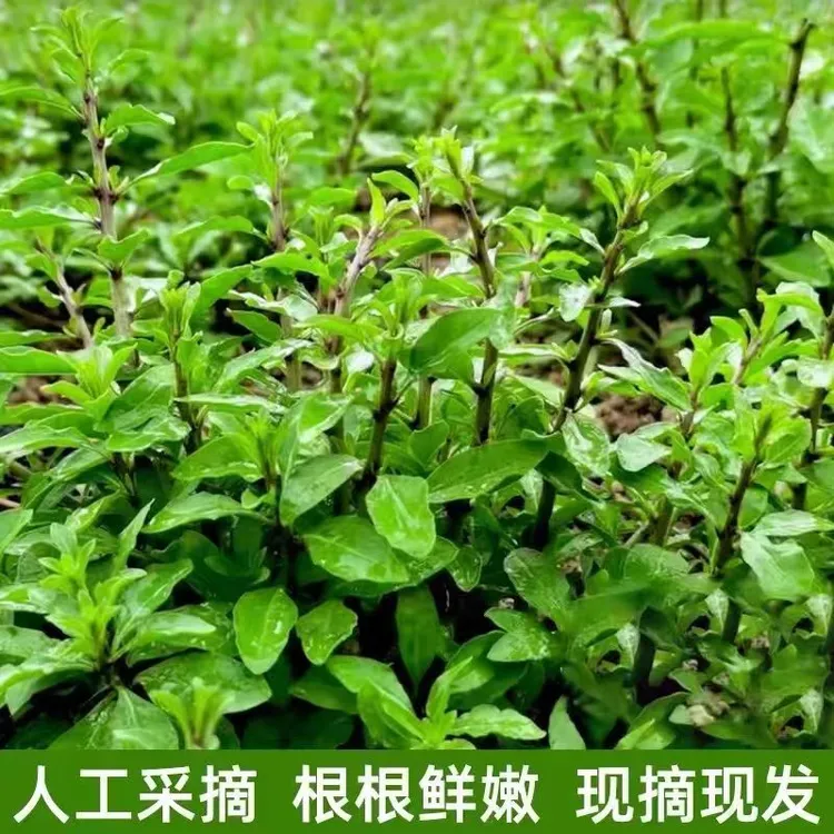 新鲜野生枸杞叶菜嫩芽现摘现发养生食用蔬菜农家野菜现货包邮