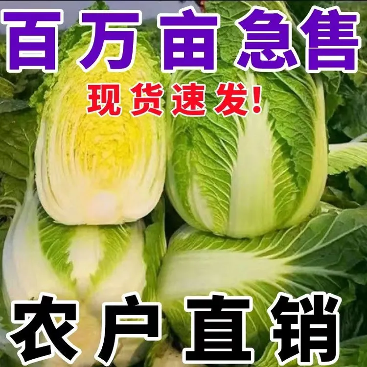 河南露天应季新鲜大白菜不泡药3斤5斤发货坏了包赔东三省可拍