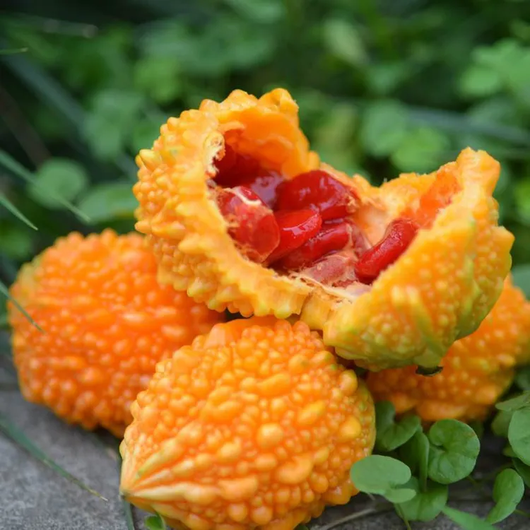 癞葡萄种子可观赏性苦瓜家庭小院室内室外种植瓜果蔬菜春季植物