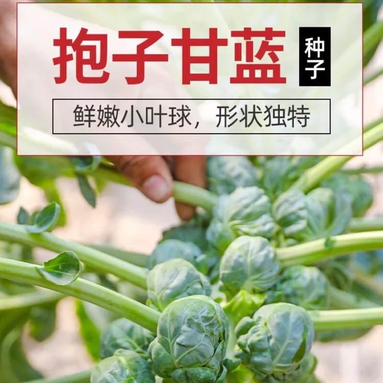 串串孢子甘蓝种子水果小甘蓝卷心菜家庭小院种植水果蔬菜简单圆形